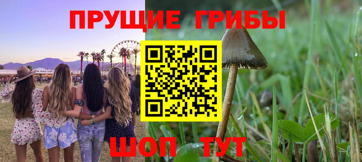 Галлюциногенные грибы GOLDEN TEACHER  Вход с VPN  Алейск 
